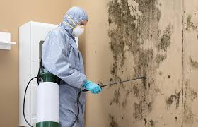 Best Water Damage & Mold Remediation  in Ilion, NY